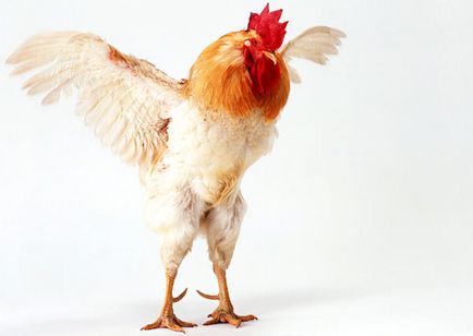 Miért a csirkék nem repülnek miért csirke nem tud repülni