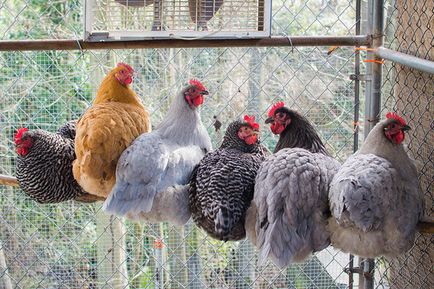 Miért a csirkék nem repülnek a lehetséges oka lehet a különleges, érdekes tények