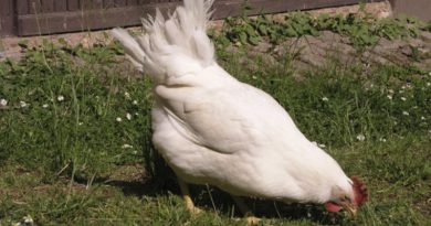 Miért a csirkék nem tudnak repülni, kurosayt - Mezőgazdasági