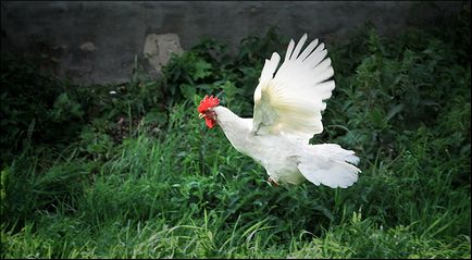 Miért a csirkék nem tudnak repülni, kurosayt - Mezőgazdasági