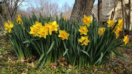 Miért nem virágzik nárcisz - 8 lehetséges oka
