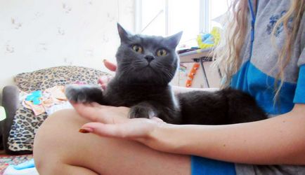 Miért skót macskák nem ülnek ölbe tett kézzel, murkotiki