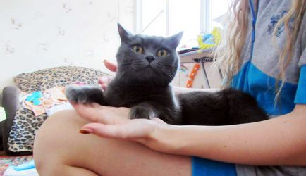 Miért skót macskák nem ülnek ölbe tett kézzel, murkotiki (cat) Miért skót macskák nem ülnek ölbe tett kézzel, murkotiki