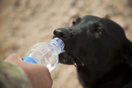 Miért a kutya sokat iszik - hírek az állatok az emberi világban
