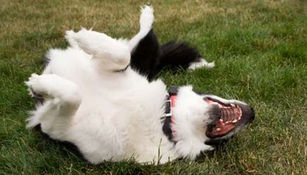 Miért kutyák szeretnek dobni ősszel, amiért a személy kutya