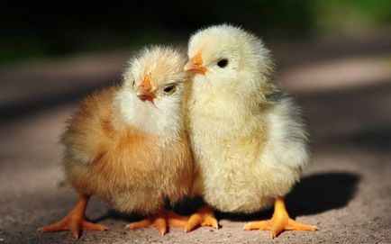 Miért csirkék előtt kikelt csirkék miért mielőtt kikelt