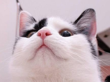 Miért macskák nedves orrát Érdekességek