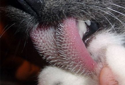 Miért kutyák és macskák egy durva nyelv, mint a smirgli