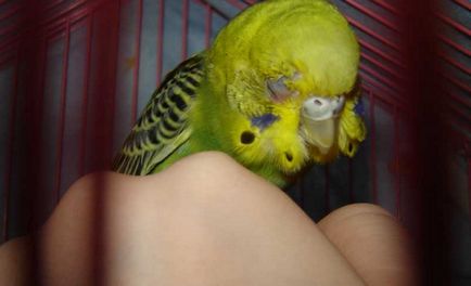 Parrot tüsszent - mit kell tenni, hogy miért papagáj gyakran tüsszent, video