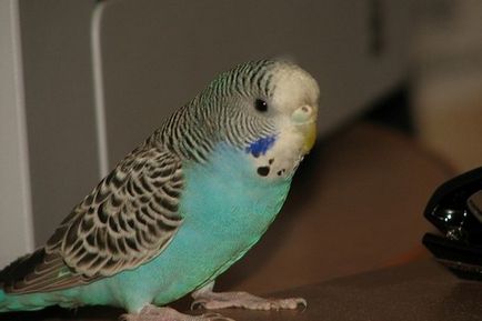 Parrot tüsszentés okai és mi a teendő ebben az esetben