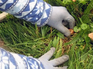 Ültetés krókuszok - mikor és hol kell ültetni krókuszok; ültető cserépben sáfrány (Crocus) Ültetés krókuszok - mikor és hol kell ültetni krókuszok; Ültetés krókuszok cserépben