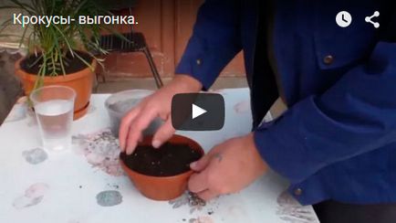 Ültetés krókuszok - mikor és hol kell ültetni krókuszok; ültető cserépben sáfrány (Crocus) Ültetés krókuszok - mikor és hol kell ültetni krókuszok; Ültetés krókuszok cserépben