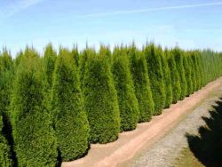 Ültetés arborvitae ősszel 1