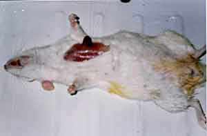 Okai és kezelése betegségek dekoratív patkányok