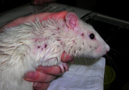 Okai és kezelése betegségek dekoratív patkányok