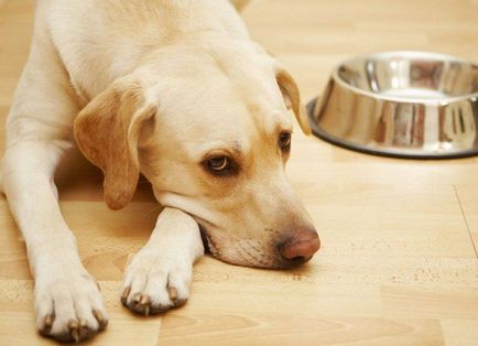 Mérgezési tünetek a kutyák - tünetek és kezelés
