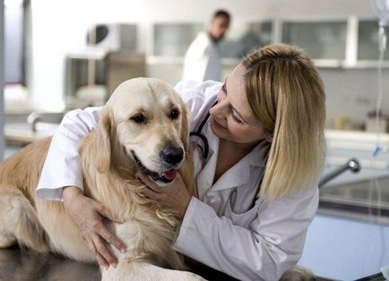 Mérgezési tünetek a kutyák - tünetek és kezelés