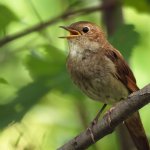 Bird Nightingale (50 fotó) leírása és típusai néz ki, mint egy fészek, és a csaj, mint a természetben közvetítések, video