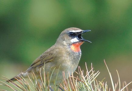 Bird Nightingale (50 fotó) leírása és típusai néz ki, mint egy fészek, és a csaj, mint a természetben közvetítések, video