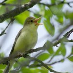 Bird Nightingale (50 fotó) leírása és típusai néz ki, mint egy fészek, és a csaj, mint a természetben közvetítések, video