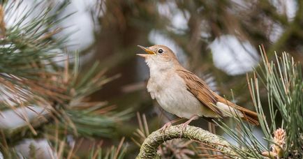 Bird Nightingale (50 fotó) leírása és típusai néz ki, mint egy fészek, és a csaj, mint a természetben közvetítések, video