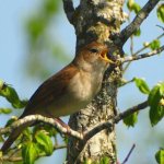 Bird Nightingale (50 fotó) leírása és típusai néz ki, mint egy fészek, és a csaj, mint a természetben közvetítések, video