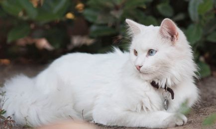 Bolyhos macska fajták listáját, és részletes beszámolót a (fotó)