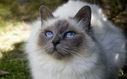 Bolyhos macska fajták listáját, és részletes beszámolót a (fotó)