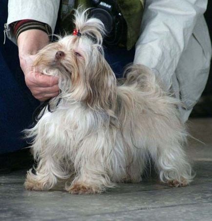 Orosz színes lap kutyafajta fotó és leírás, áttekintésre, kutyatulajdonosok és az ár