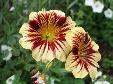 Salpiglossis - Vetőmagtermesztés, ha a növény palánták