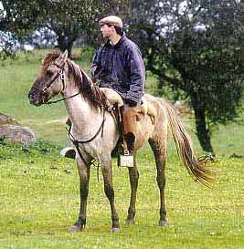 A legtöbb ritka a világon a ló sorraia póni River, származás, megjelenés, fotó