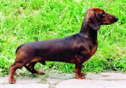 A legkisebb kutyafajta kategória, fajtához bajnokok