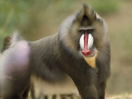 A legszokatlanabb a világ majmok