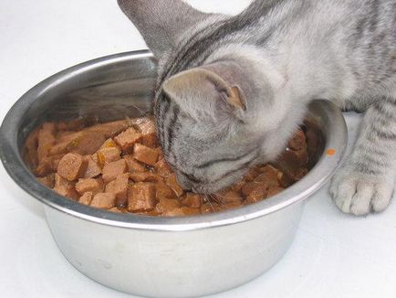 Hányszor egy nap etetni a macska, mint a takarmány házimacskák