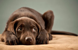 Kutya lassú, nem eszik, nem iszik, és - okok, tünetek, kezelés és