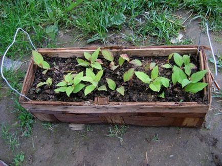 Spirea fő típusai fotókkal, funkciók gondozás és szaporítása