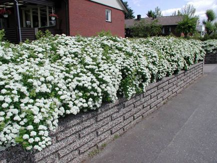 Spirea fő típusai fotókkal, funkciók gondozás és szaporítása