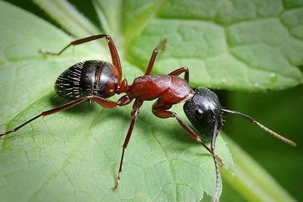 Azt jelenti, hangyász - használati utasítás a kertben hangyák, vélemények