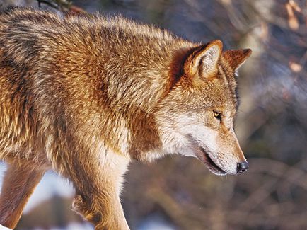Régi Huntsman mondta, hogy mi kell félni a férfi ülésén a farkas (mi) Régi Huntsman mondta, hogy mi kell félni a férfi ülésén a farkas