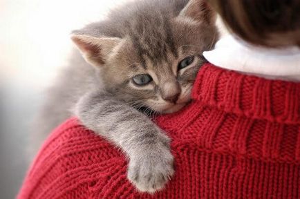 Stressz macskák (macska), okai, tünetei és mit kell tenni (részletes)