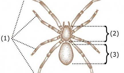 Top 25 ok, amiért a pókok rendkívül félelmetes, de nagyon érdekes