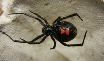 Top 25 ok, amiért a pókok rendkívül félelmetes, de nagyon érdekes