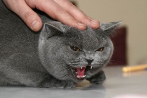 A harapás egy macska - otthoni kezelés jelei veszettség