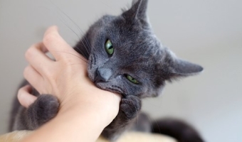A harapás egy macska - otthoni kezelés jelei veszettség