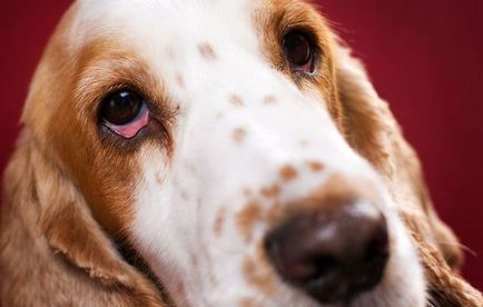 A kutya szemébe kelés, hogyan kell kezelni a blog állatorvosok - belanta