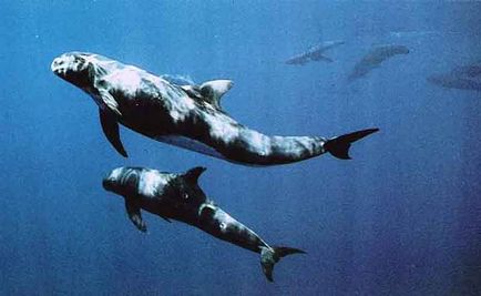 típusú delfinek