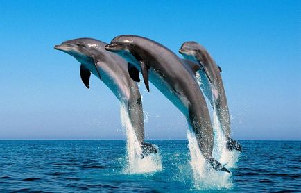 típusú delfinek