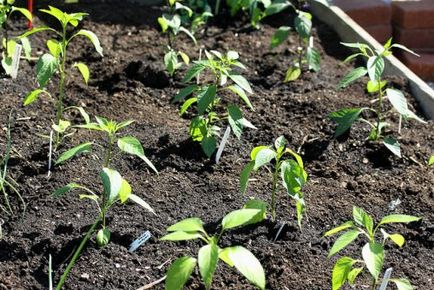 Paprika termesztés karbantartás, ültetés