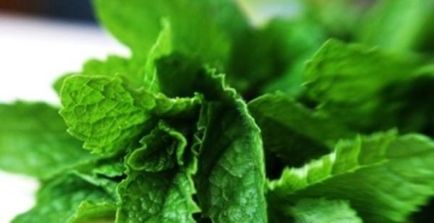Növekvő menta az otthon - ez csak (a növény) Növekvő menta az otthon - ez csak