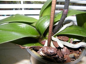 Növekvő orchideák otthon jobb leülni, az alapvető módszereket és fotók